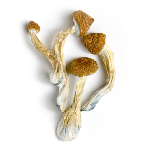 Psilocybe cubensis Golden Teacher is one of the most popular and revered strains of psychedelic mushrooms, celebrated for its balanced effects, spiritual insights, and beginner-friendly cultivation. Below is a detailed breakdown of its characteristics, uses, and safety considerations.